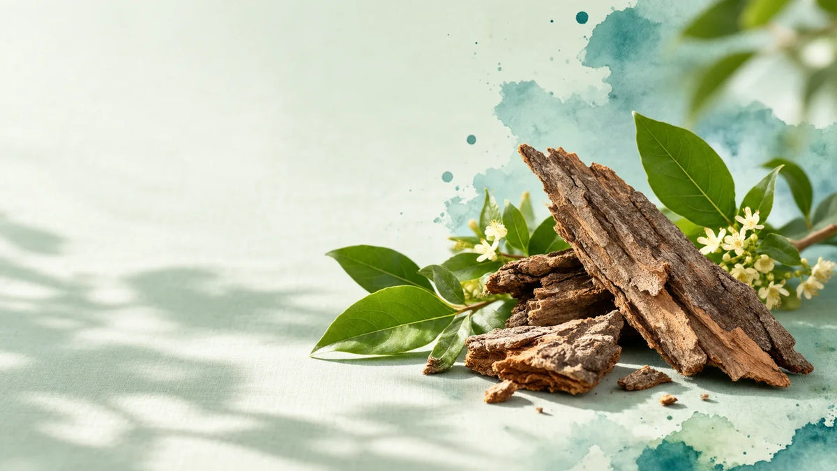 What is Hintonia latiflora?